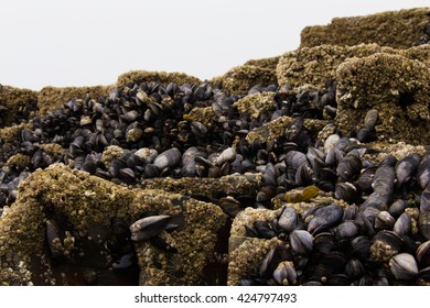 Muscles Clinging To The Rocks At Low Tide