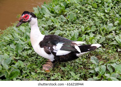 Muscovy Duck