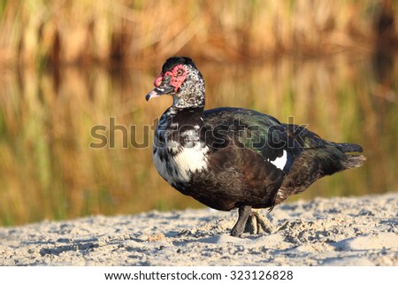 Similar – Image, Stock Photo Mother and Baby Muscovy ducklings Cairina moschata