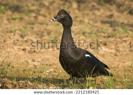 Muscovy Duck (Cairina moschata), Pantanal, Mato Grosso, Brazil 