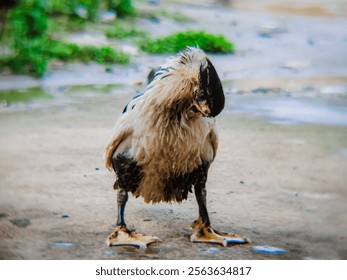 Muscovy duck colony bathing in the rain