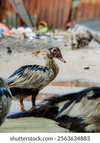 Muscovy duck colony bathing in the rain
