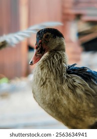 Muscovy duck colony bathing in the rain