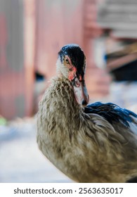 Muscovy duck colony bathing in the rain