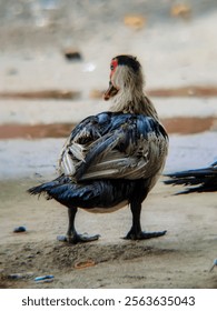 Muscovy duck colony bathing in the rain