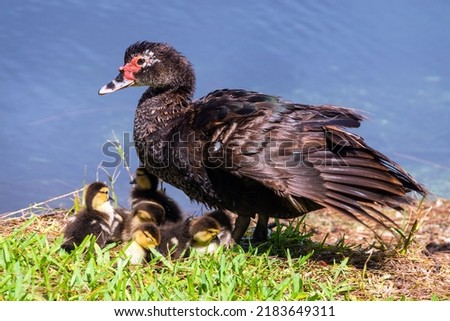 Muscovy duck female with it's ducklings is a large duck native to the Americas