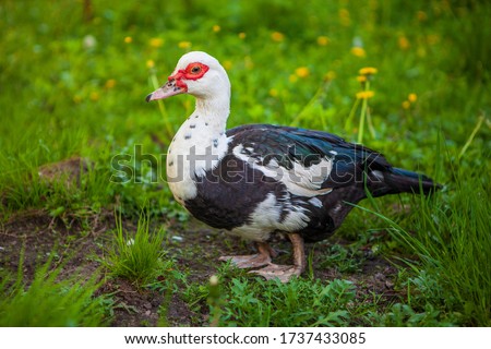 A muscovy duck female walking outside on the grass.