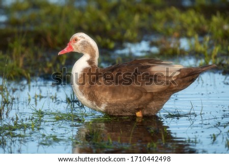 Similar – Foto Bild Wilde graue Ente auf dem See