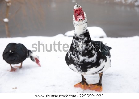 Muscovy duck standing in the snow