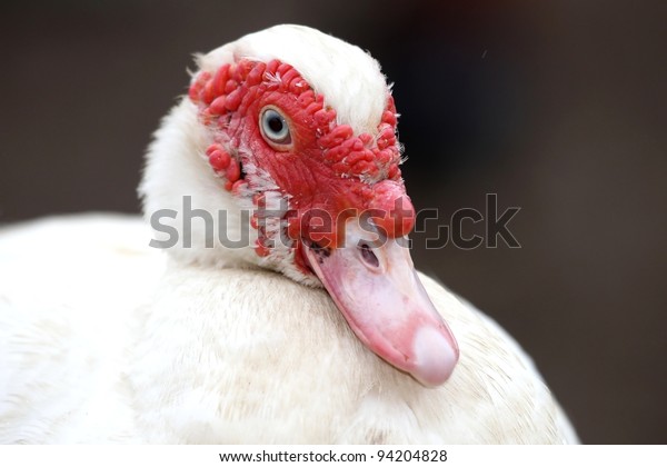 Download Muscovy Duck White Feathers Red Wattle Stock Photo (Edit ...