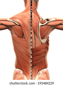 Muscle Anatomy Images, Stock Photos & Vectors | Shutterstock