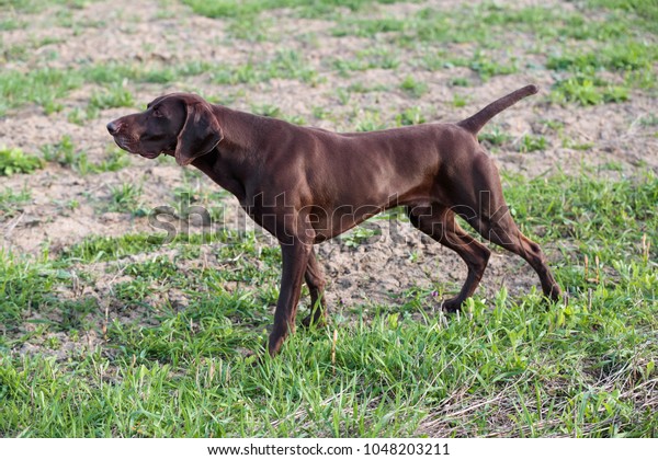 Muscular Chocolate Brown Hound German Shorthaired Stock Photo