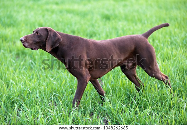 Muscular Chocolate Brown Hound German Shorthaired Stock Photo