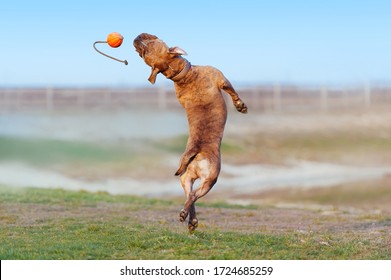 A muscular dog catches an orange ball in a jump. Big puppy playing with a toy on a blurred background