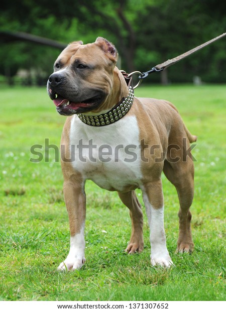 Staffy fawn hot sale