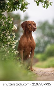 Muscular Hungarian Vizsla Dog Among White Jasmine Flowers On A Cloudy Spring Day