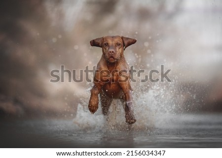 Muscular Hungarian Vizsla dog running along the river. Splashes in the air. Crazy dog.