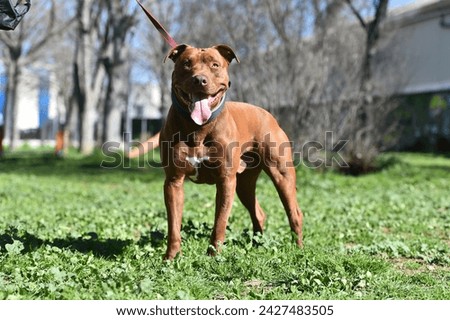 a muscular pitbull dog in the park