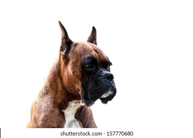 Muscular  Purebred Boxer Dog