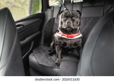 Muscular Staffordshire Bull Terrier Dog On The Back Seat Of A Car Attched To The Seat Wearing A Harness.