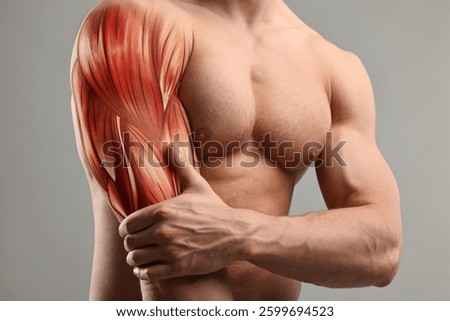 Muscular system. Athletic man with illustration of skeletal muscles on his arm, grey background