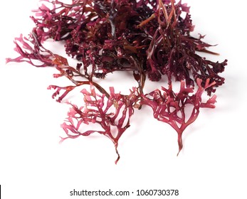 MUSGO ESTRELLADO – False Irish Moss -  Carrageen Moss

Binomial name: Mastocarpus stellatus. It is a sea vegetable or edible seaweed, ideal in preparing salads, marinades and sauces.
