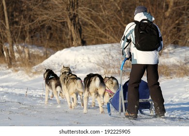 Musher Hiding Behind Sleigh At Sled Dog Race On Snow