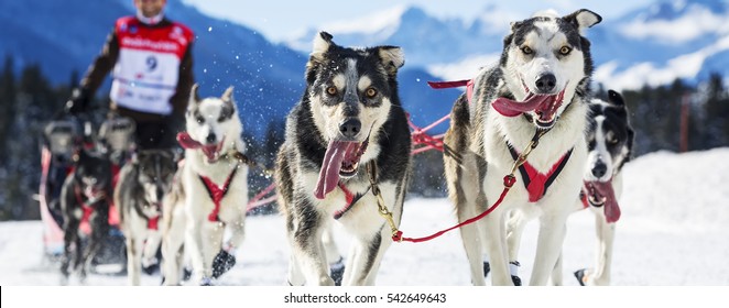 Musher Hiding Behind Sleigh At Sled Dog Race On Snow 