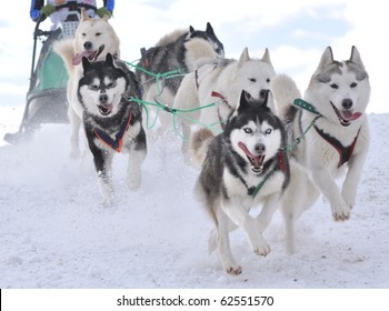 Musher Hiding Behind Sleigh At Sled Dog Race On Snow In Winter