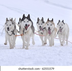 Musher Hiding Behind Sleigh At Sled Dog Race On Snow In Winter