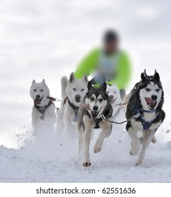 Musher Hiding Behind Sleigh At Sled Dog Race On Snow In Winter