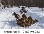 Musher with his dogs in Northern Quebec, Canada. Dog sled