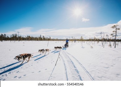 mushers with sled dog. race on snow in winter