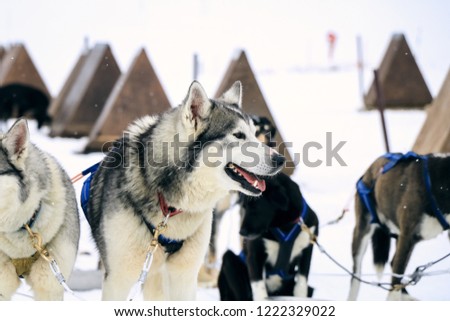 Mushing in the mountain 
