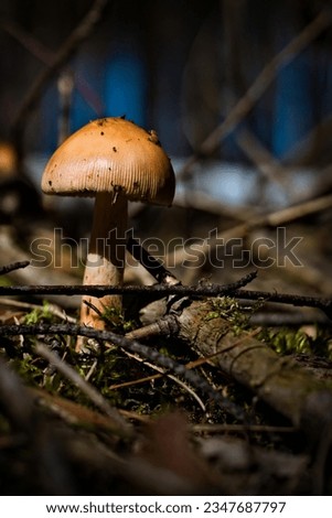 Mushrom in the forest with darktone