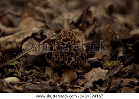 Mushroms in the forest and field