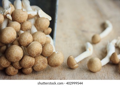 Mushroom 