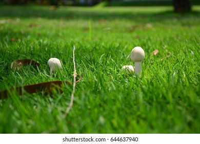 mushroom