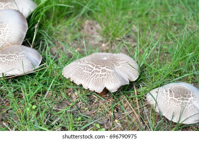 mushroom