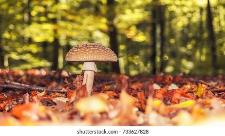 mushroom - Shutterstock ID 733627828