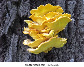 mushroom