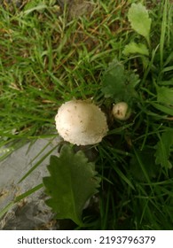 Mushroom, Agaricus Bisporus, On Ground