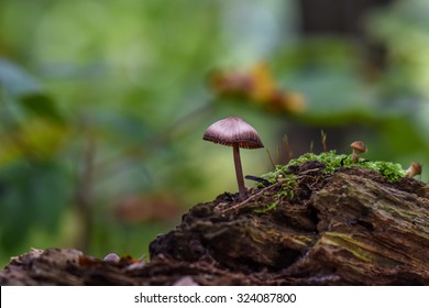 Mushroom alone in the big forest