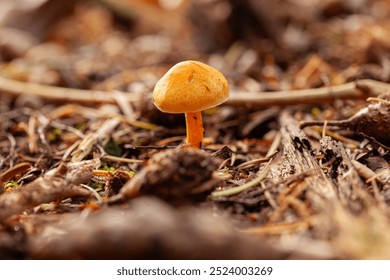 A mushroom atop a mound of crunchy autumn leaves in a forest in the Netherlands - Powered by Shutterstock