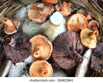 Mushroom Basket Case