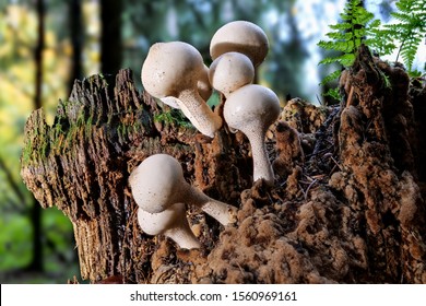 47 Apioperdon Pyriform Images, Stock Photos & Vectors | Shutterstock