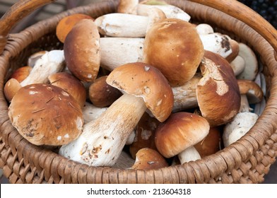 Mushroom Boletus (autumn ceps) in the wooden basket.