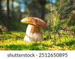 Mushroom Boletus Edulis  in green moss close-up. Sunny day in the forest. Forest edible mushroom. Natural background. Selective focus.