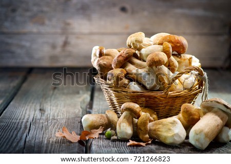 Mushroom Boletus over Wooden Background. Autumn Cep Mushrooms. Ceps Boletus edulis over Wooden Dark Background, close up on wood rustic table. Cooking delicious organic mushroom. Gourmet food