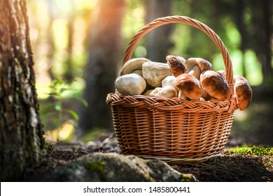 Mushroom Boletus in wooden wicker basket. Autumn Cep Mushrooms. Spring Boletus edulis detail. Cooking delicious organic food mushroom. - Shutterstock ID 1485800441